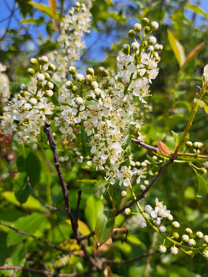 20230528_161425.jpg - malgos1972