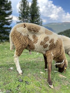 IMG_8977.jpeg