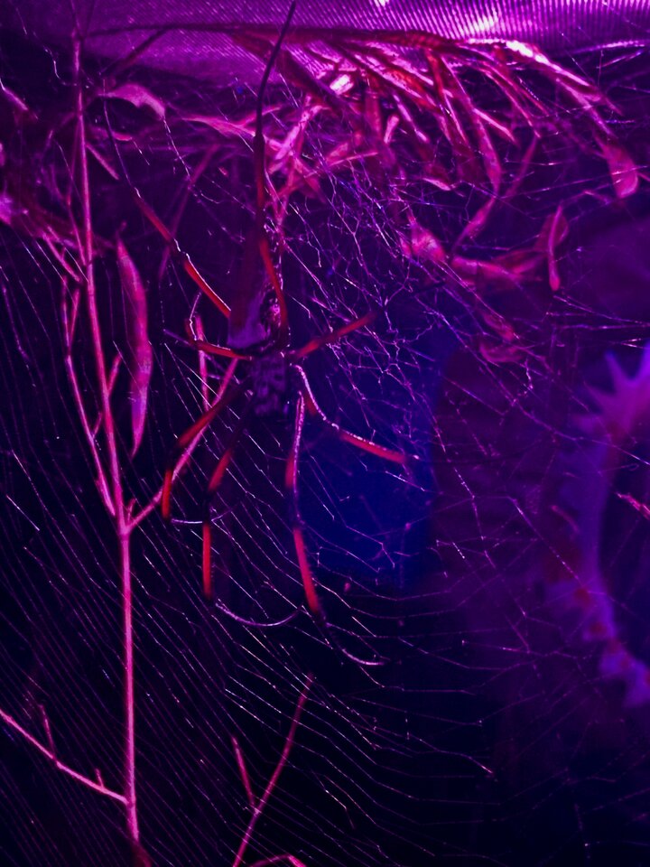 Pajonk.jpeg - Sexoludy