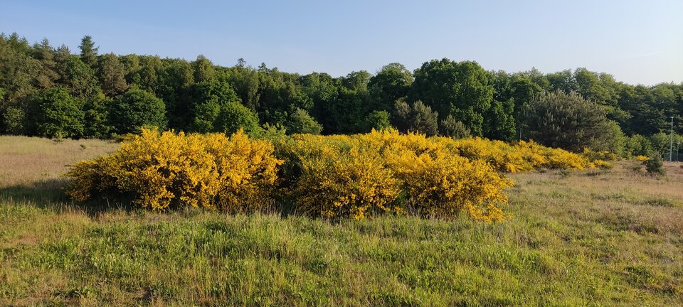 IMG_20230604_064104.jpg - edytkaandrzej