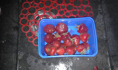 Sezon truskawkowy rozpoczety 20230604_152248.jpg