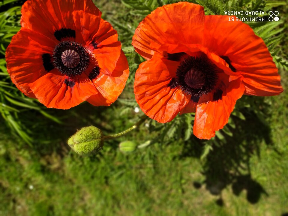 IMG_20230604_154550.jpg - napalony2324