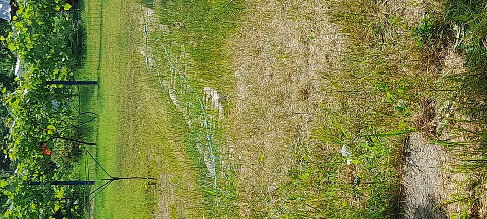 16862323513843748994018011665818.jpg - alias116