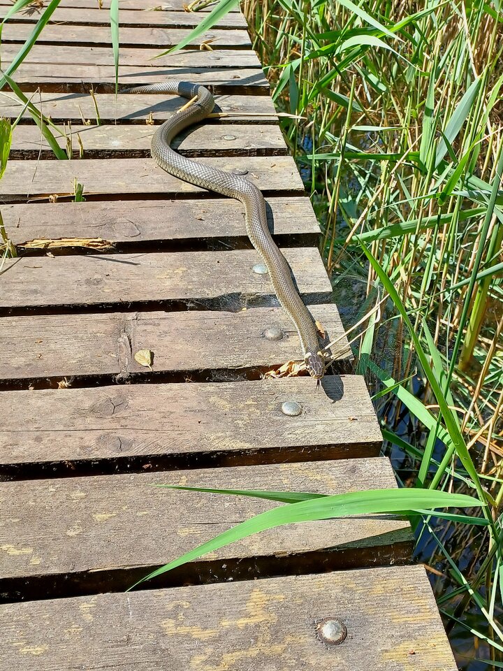 1000002688.jpg - Skorpion750