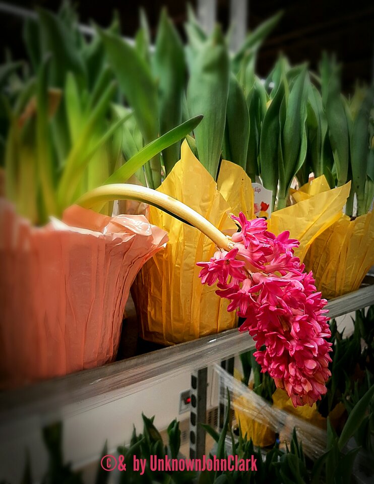 Hyacynt.01.jpg - UnknownJohnClark