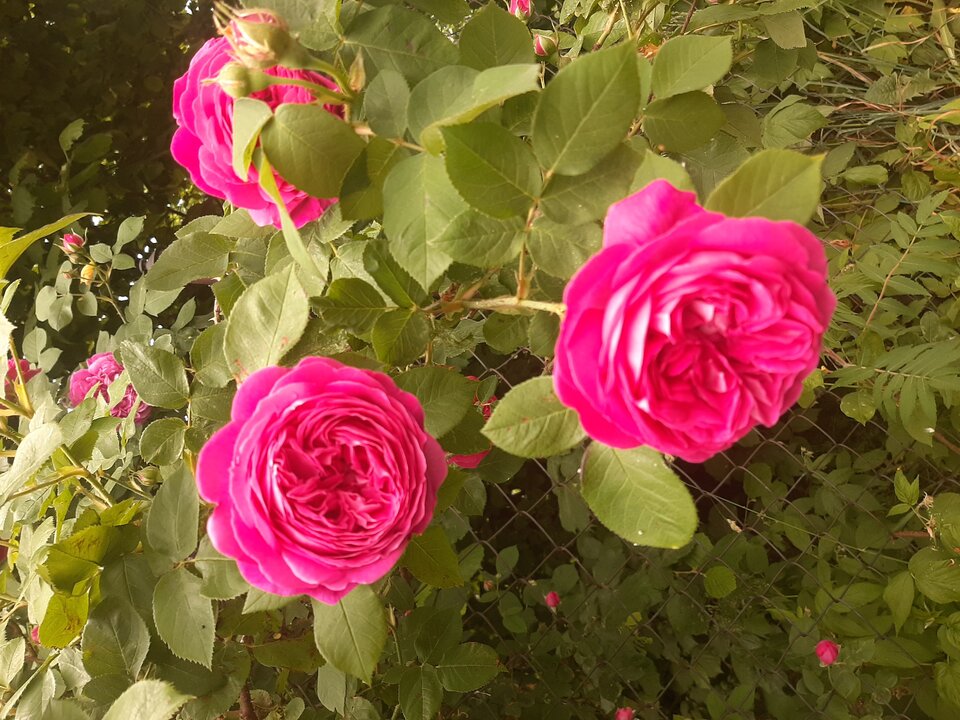 20230613_175554.jpg - Krzyszto1234