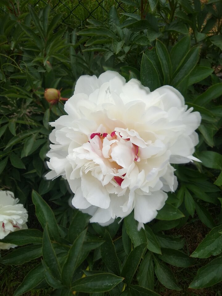 IMG_20230610_095451800.jpg - VogelR