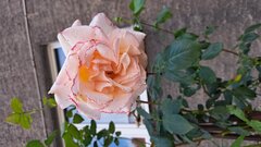 20230615_165644.jpg
