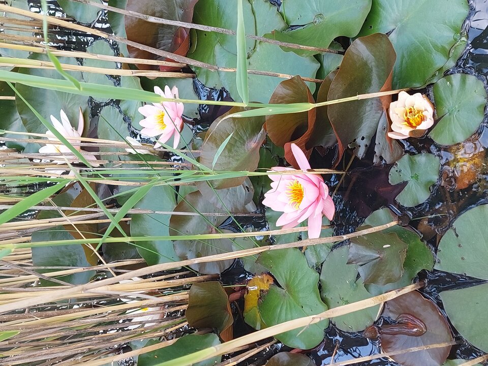 20230617_135102.jpg - faroamon6971