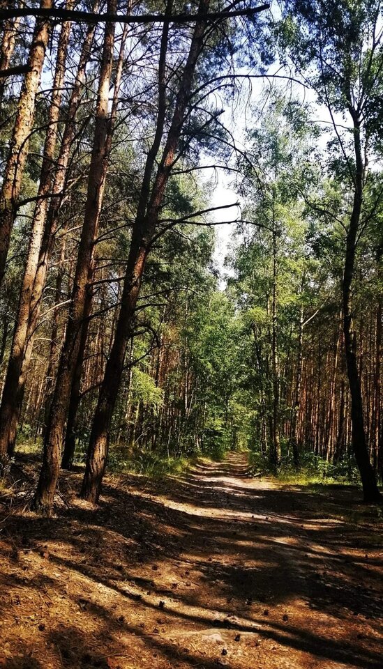 ☀️ - Mirabelka37