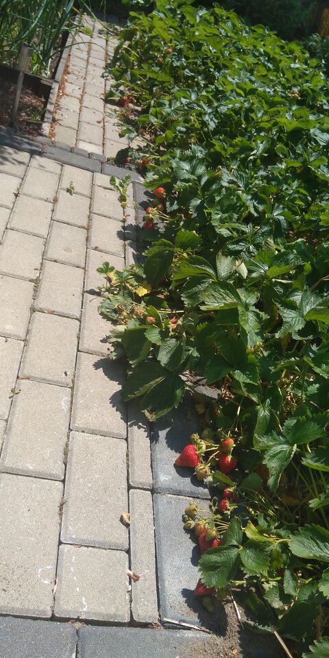 168708441278482949011157106151.jpg - STORCK