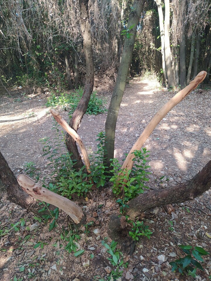 IMG_20230618_174519.jpg - onononaona