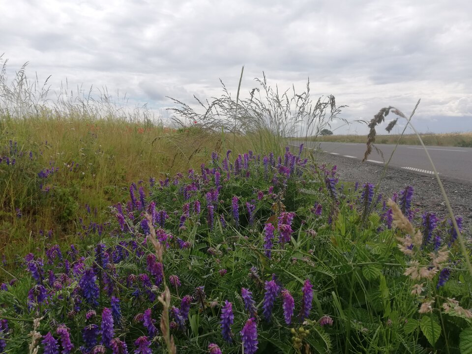 IMG_20230618_124545.jpg - torii99