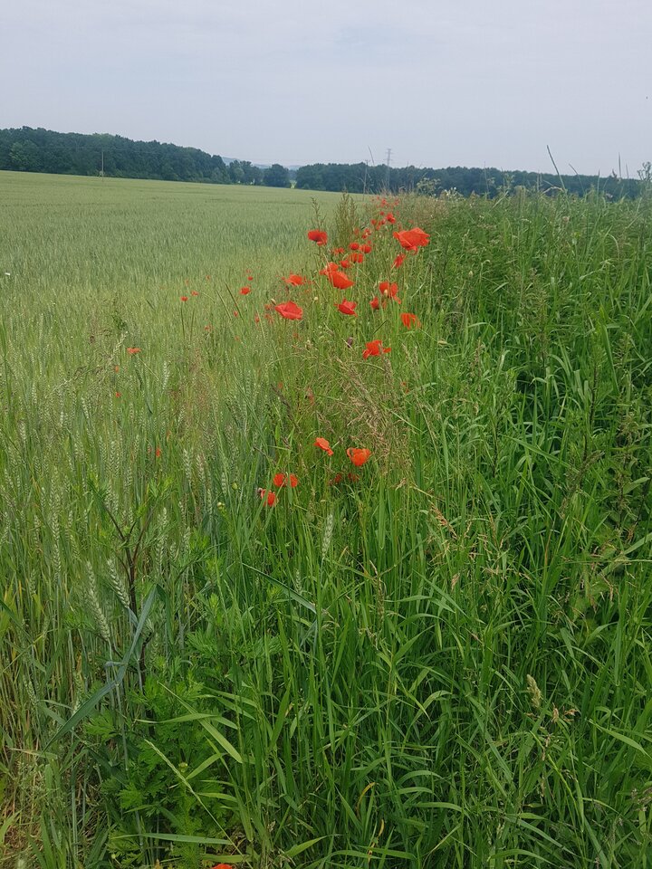 20230619_125552.jpg - ARparaRA