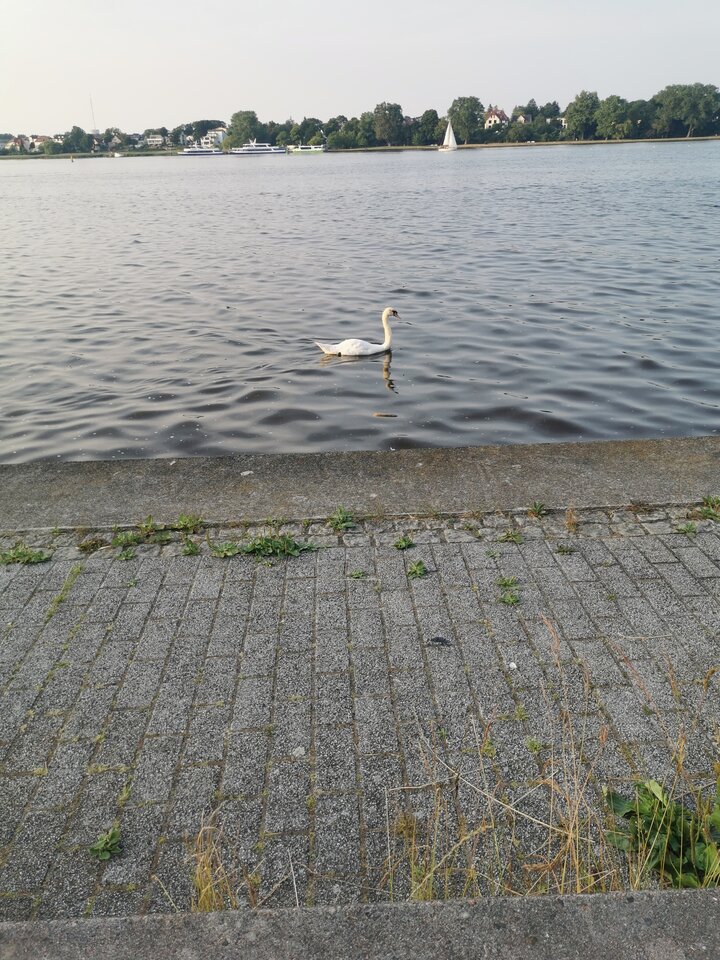 16872832130122580865865745781830.jpg - michu081284