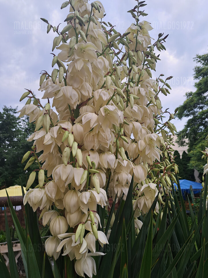 20230620_195008.jpg - malgos1972