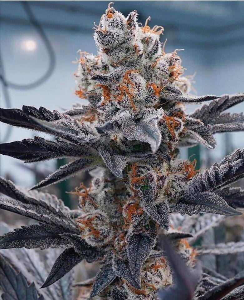 Screenshot_20201201_105543.jpg - tomasz31l