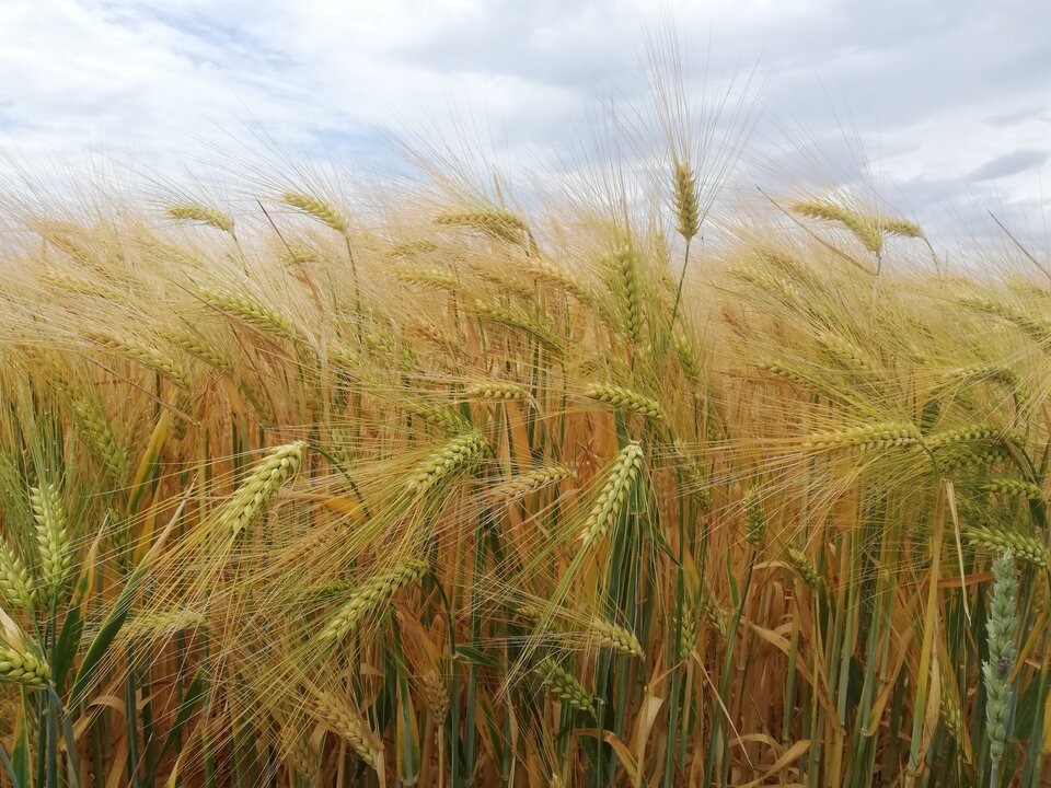 IMG_20230618_124340.jpg - torii99