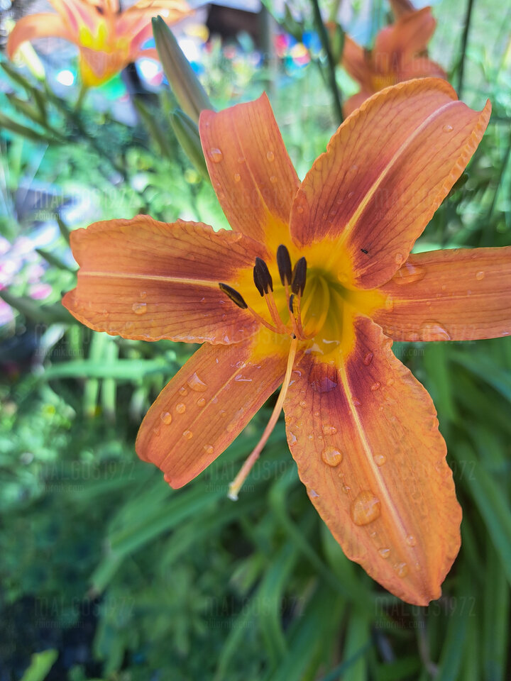 20230621_100001.jpg - malgos1972