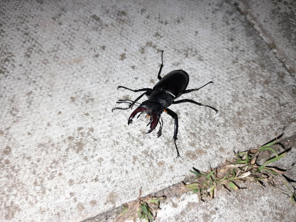 20230619_214044.jpg - adamm19777