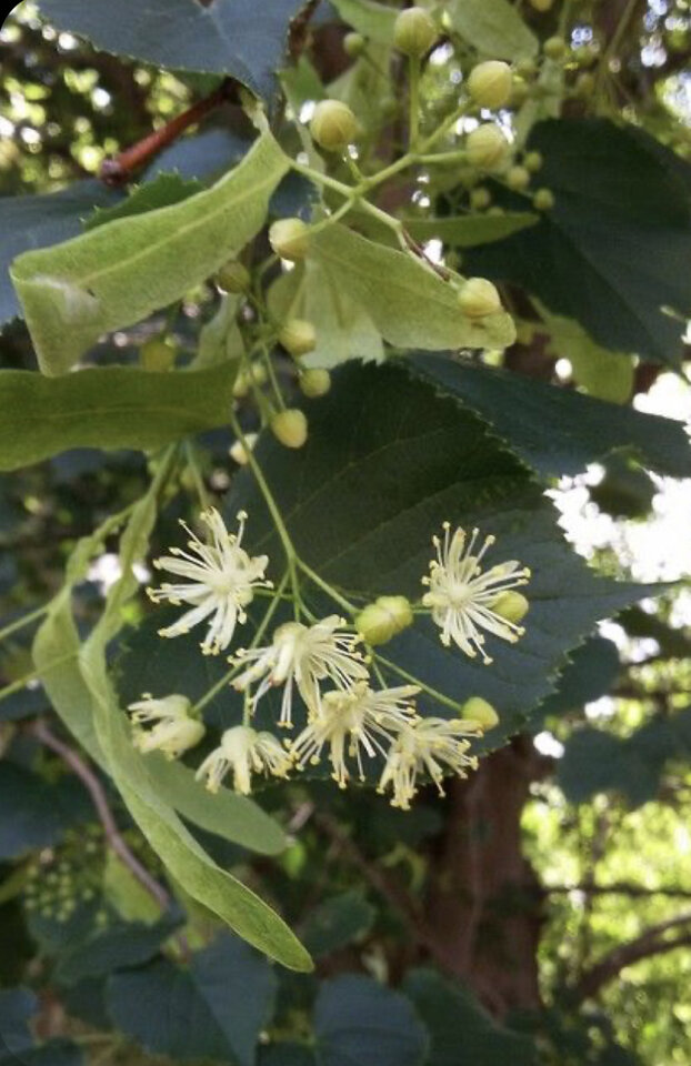 Zapach1 - SENsibility