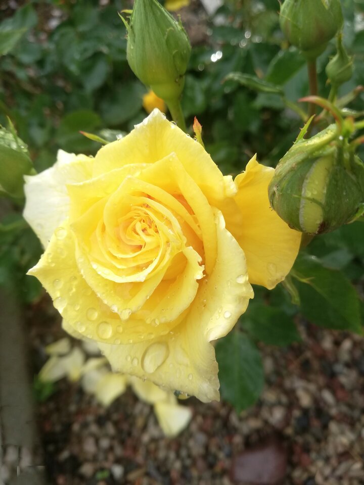 IMG_20230616_183445.jpg - torii99