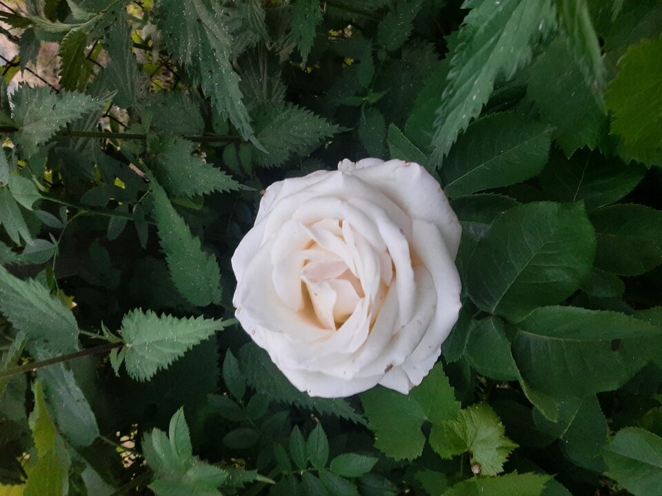 20230625_210940.jpg - Krzyszto1234