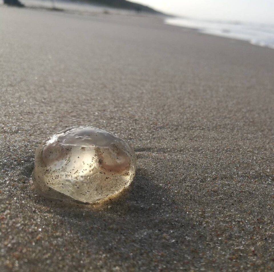 Screenshot_20230627_171626.jpg - PaniPanGie