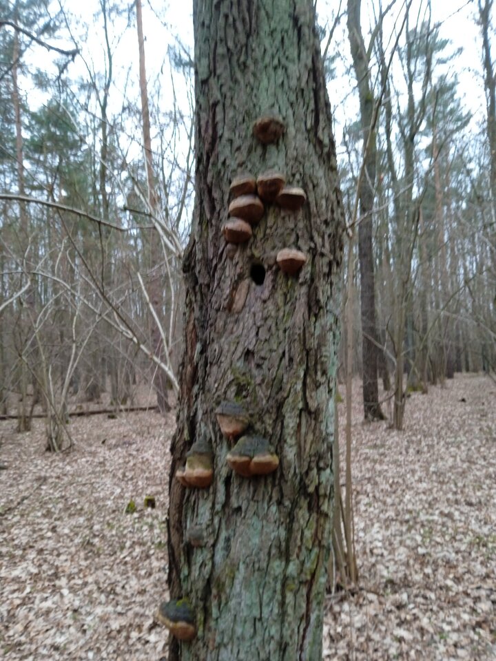 IMG_20230409_184605.jpg - mandoszek1234