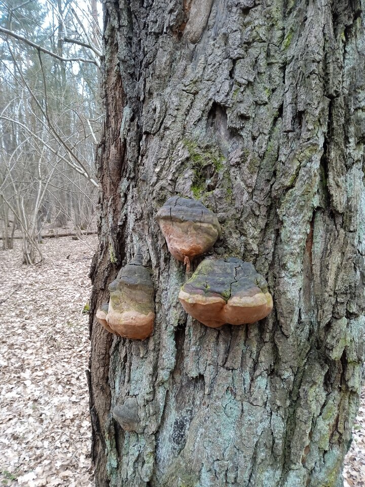 IMG_20230409_184600.jpg - mandoszek1234