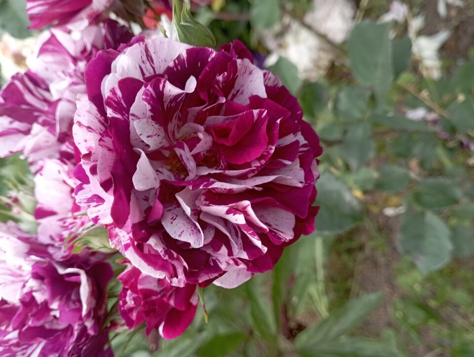 IMG_20230629_145531.jpg - 19slaw79