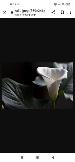 Screenshot_2023-06-29-18-21-30-409_com.android.chrome.jpg
