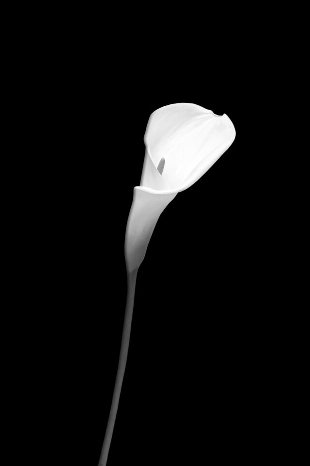 Calla