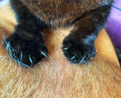 IMG_1725.jpeg