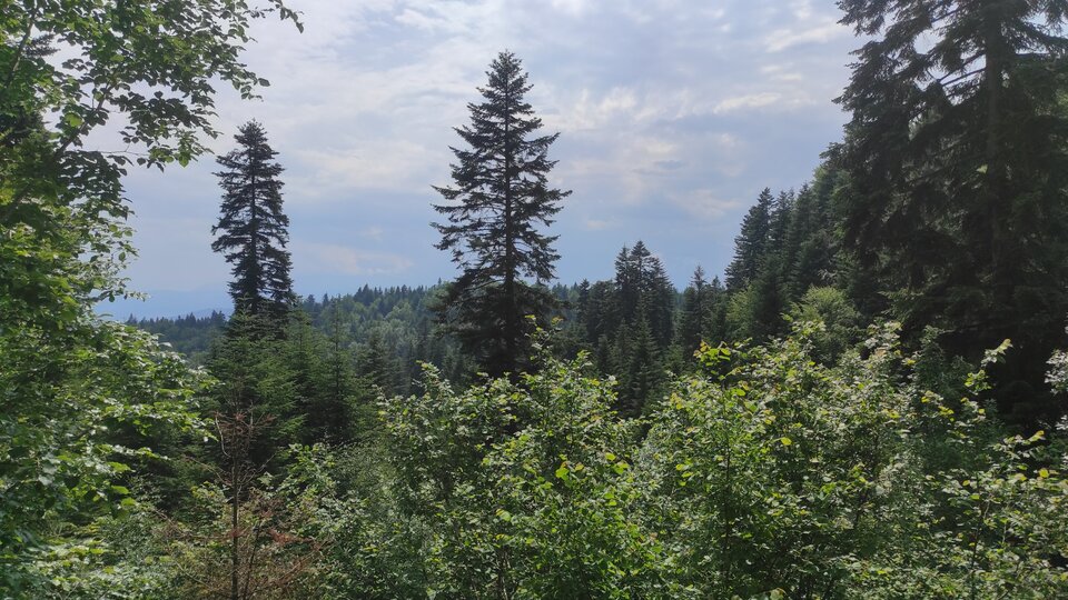 1688213700306454731577902315696.jpg - NicponieFest