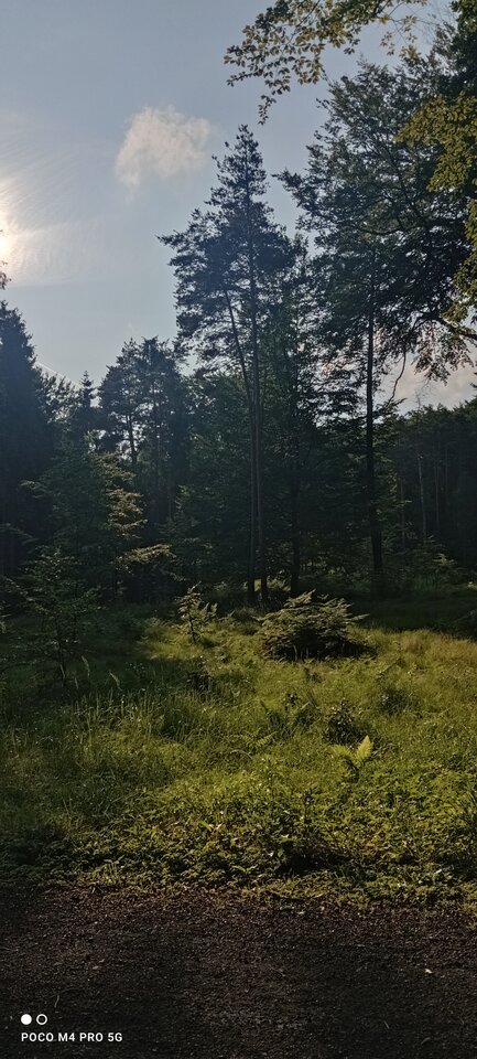 IMG_20230701_181657.jpg - Napaleni75