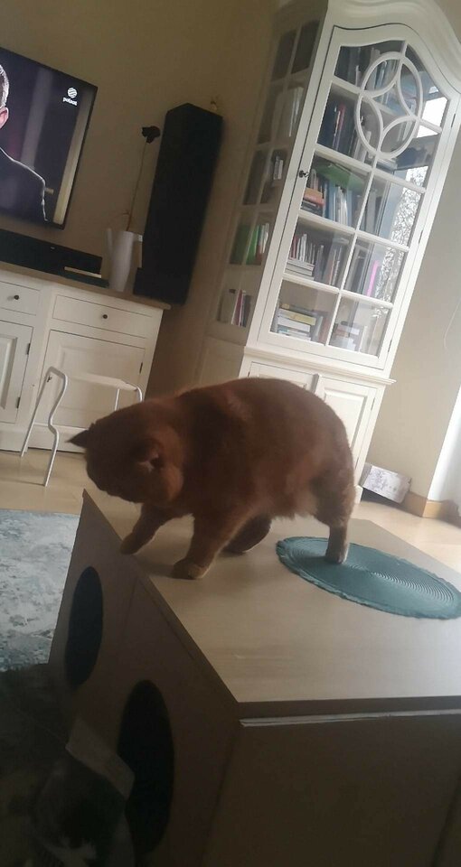 received_545289694262506.jpeg - NOCNYKOCHANEK95