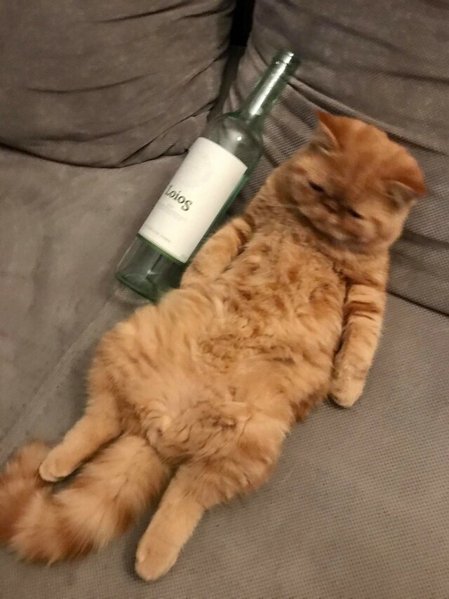 NOCNYKOCHANEK95