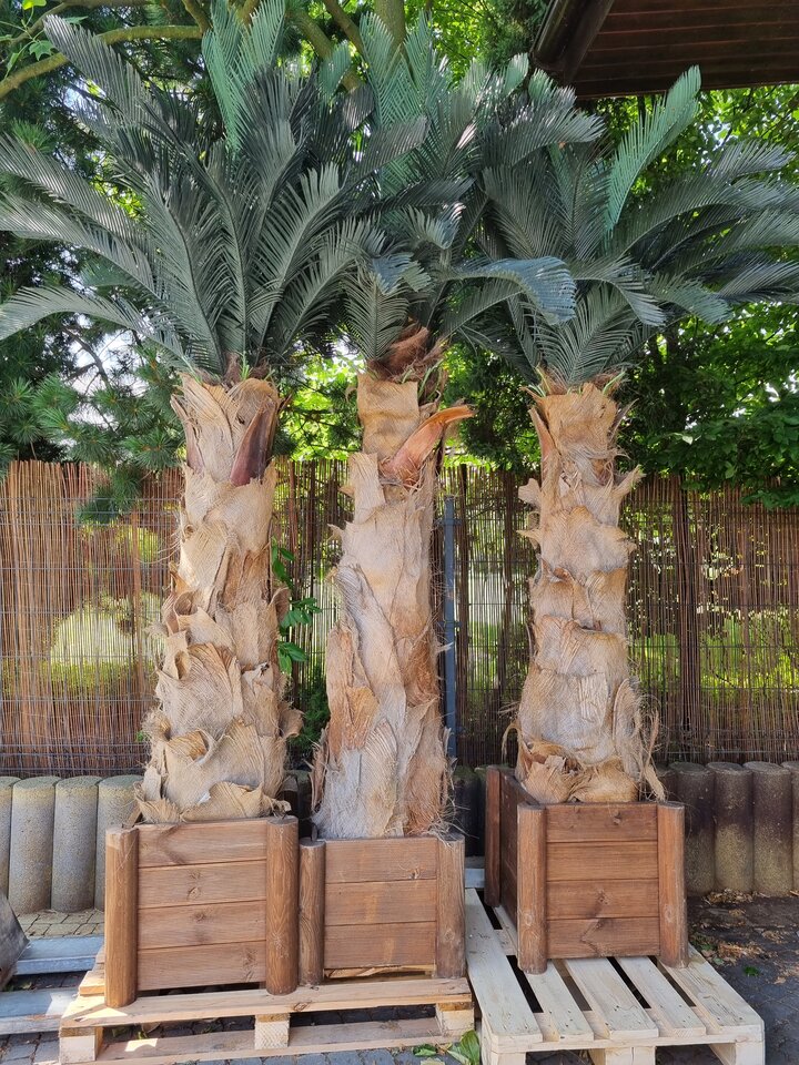 20230704_094518.jpg - parpolaca