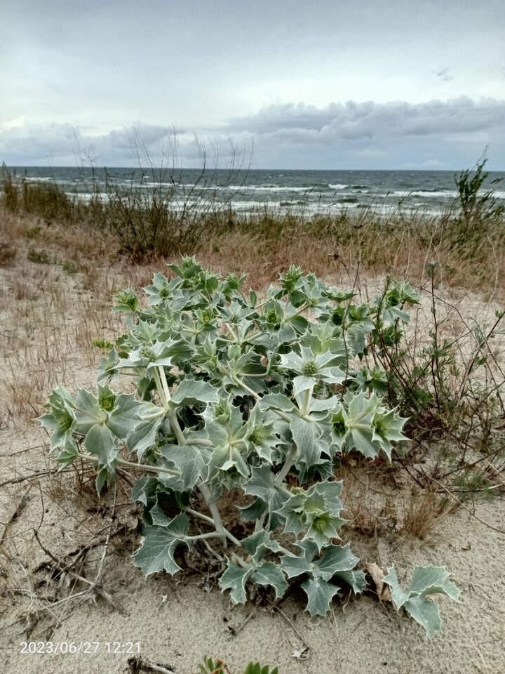 IMG_20230627_122107_154.jpg - ZakochaniWMorzu