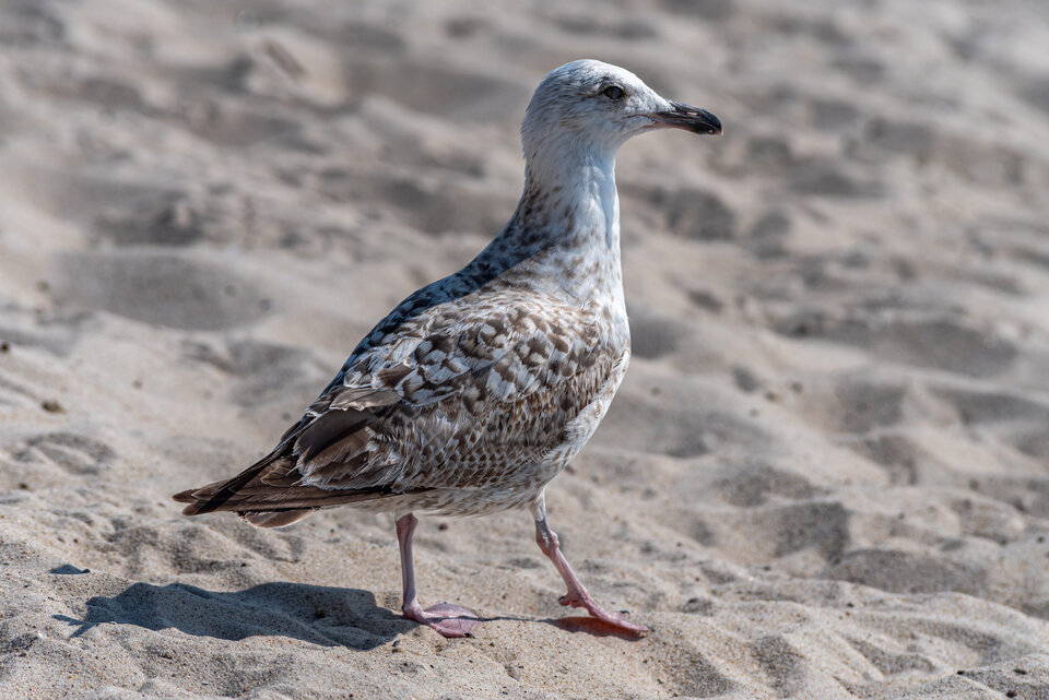 Słit focia z instagramowo wyeksponowaną nóżką. - mystic