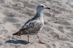 Słit focia z instagramowo wyeksponowaną nóżką.