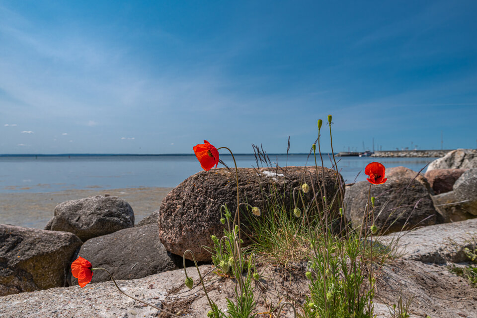 Bo maki fajne są - mystic