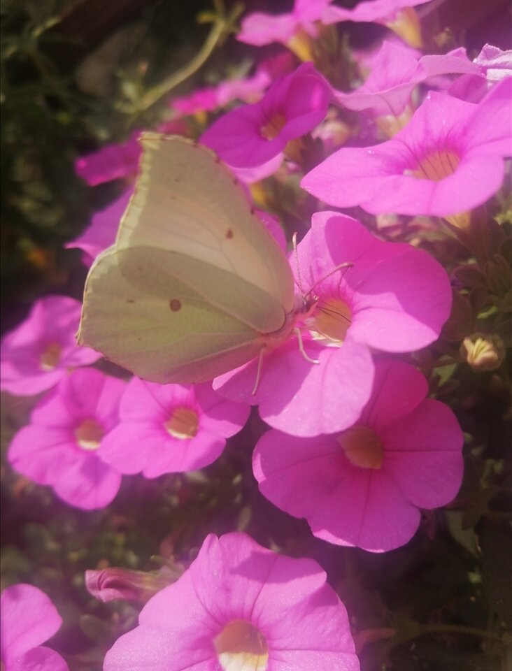 Screenshot_20230705_105913.jpg - Syzyf81