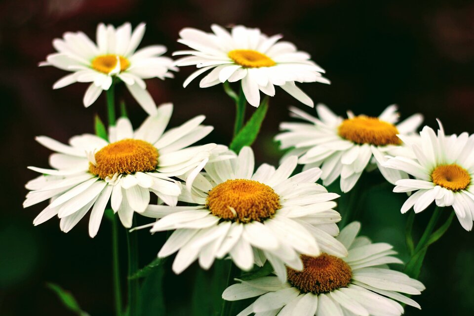 flowers-g828986c9a_1920.jpg - bbbmm