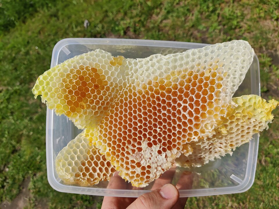 plaster miodu.jpg - Anmarcz