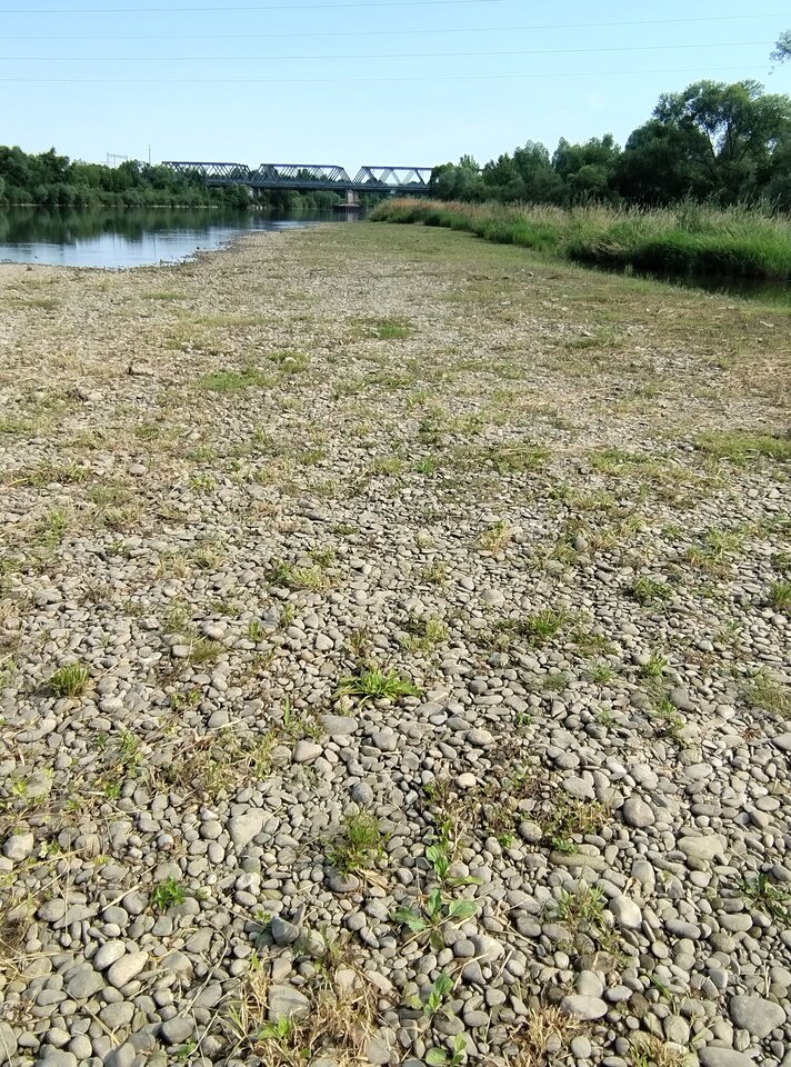 IMG_20230715_082914266.jpg - dykas