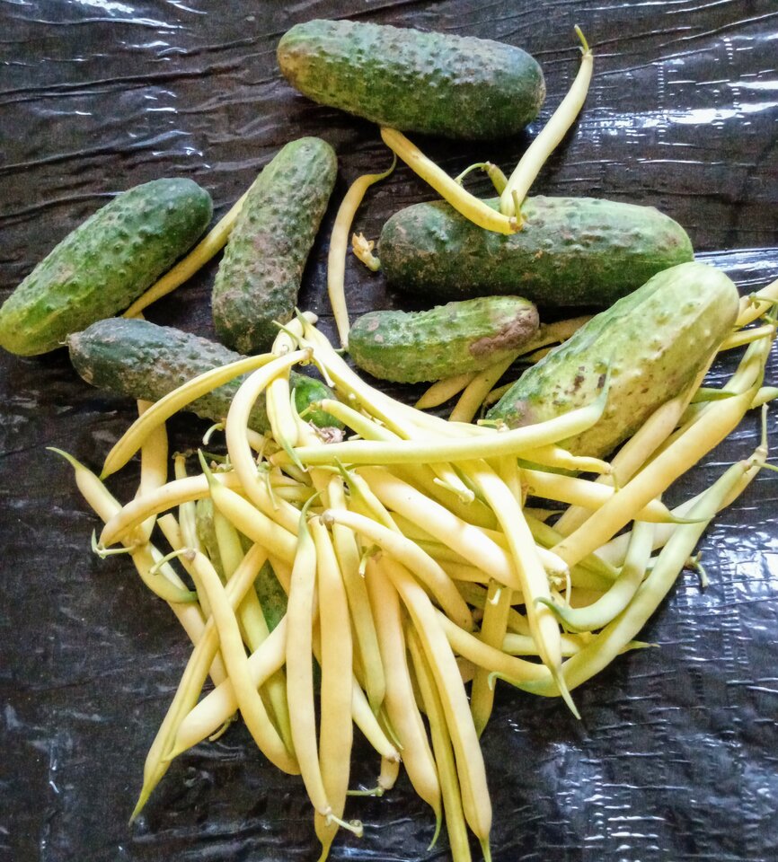 🥒🥒🥒🫛🫛🫛 - Loren22