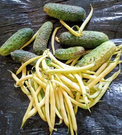 🥒🥒🥒🫛🫛🫛