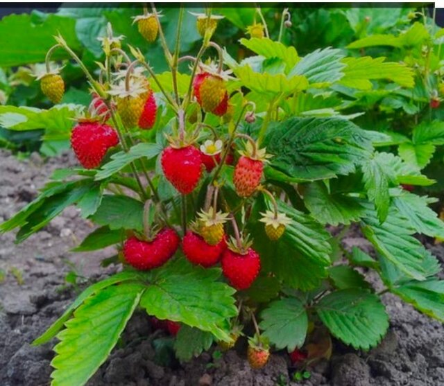 IMG-20230715-WA0000.jpg - Fragaria